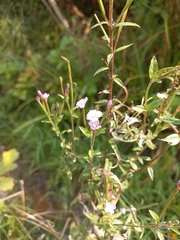 Epilobium adenocaulon