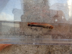 Coryphaena