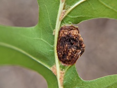 Dryocosmus quercuspalustris
