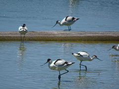 Recurvirostra avosetta