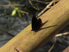 Biblis hyperia