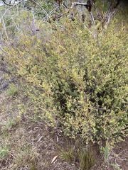 Leucadendron linifolium