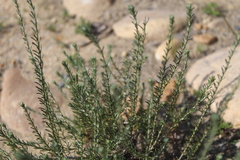 Helichrysum asperum