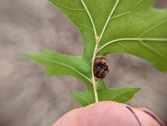 Dryocosmus quercuspalustris