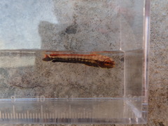Coryphaena