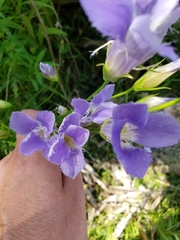 Gentianeae