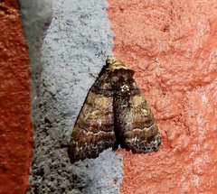 Chlumetia transversa