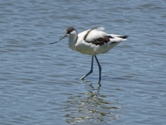 Recurvirostra avosetta