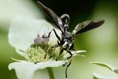 Physocephala tibialis