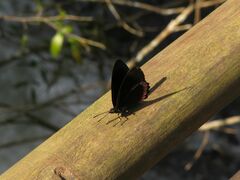 Biblis hyperia