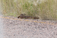 Varanus albigularis albigularis