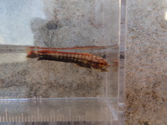 Coryphaena