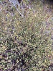 Leucadendron linifolium