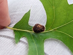Dryocosmus quercuspalustris