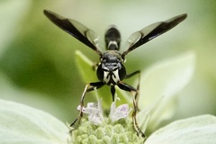 Physocephala tibialis