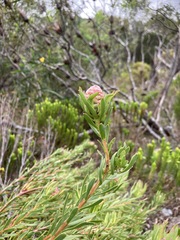 Leucadendron modestum