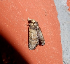 Chlumetia transversa