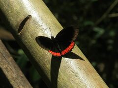 Biblis hyperia