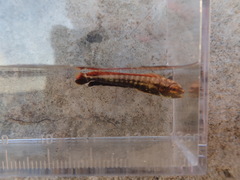 Coryphaena