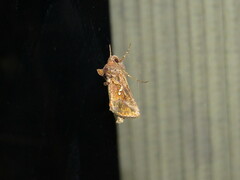 Autographa precationis