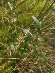 Epilobium adenocaulon