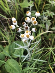Anaphalis margaritacea
