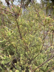 Leucadendron linifolium