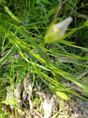 Gentianeae