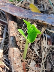 Gleditsia triacanthos