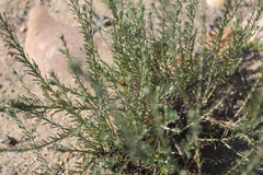 Helichrysum asperum