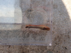 Coryphaena