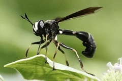 Physocephala tibialis