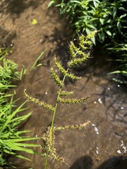 Echinochloa walteri