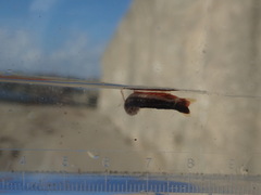 Coryphaena