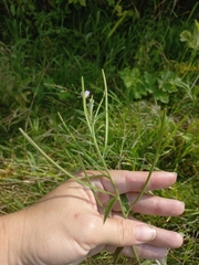 Epilobium adenocaulon