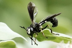 Physocephala tibialis