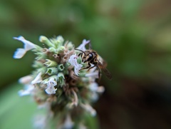 Megachile