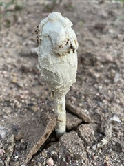 Podaxis pistillaris