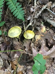 Retiboletus