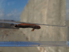 Coryphaena