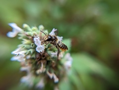 Megachile