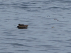 Somateria mollissima