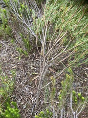 Leucadendron modestum