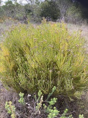 Leucadendron linifolium