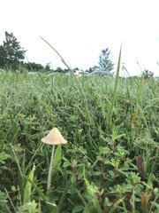Conocybe