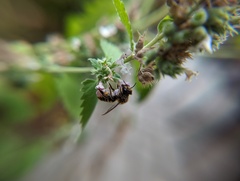 Megachile