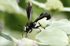 Physocephala tibialis