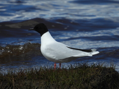 Hydrocoloeus minutus