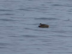 Somateria mollissima