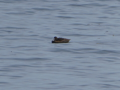 Somateria mollissima